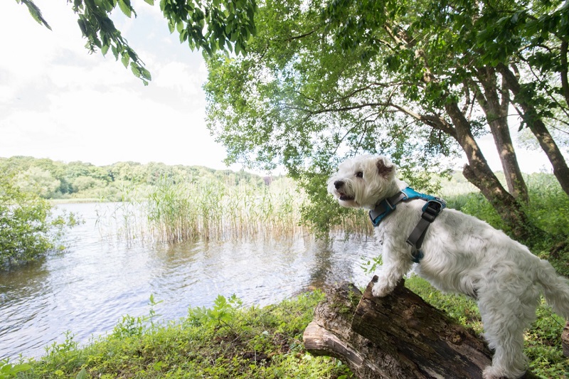 Combermere Abbey, Cheshire - Dog Friendly